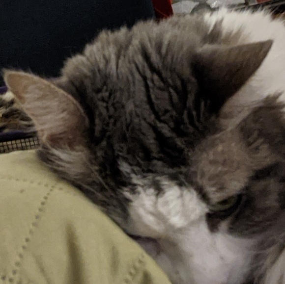 Meet your Posher, Suzanne - Picture 1 of 1